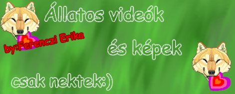videok.png